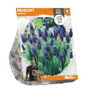 Baltus Muscari Latifolium bloembollen per 10 stuks